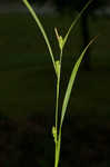 Inflated narrow-leaf sedge